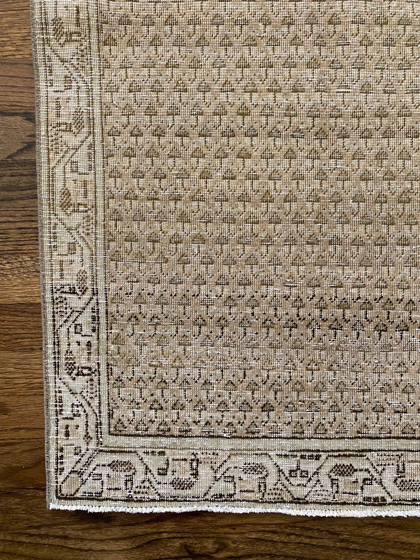 Haley 2’0.5 x 3’11