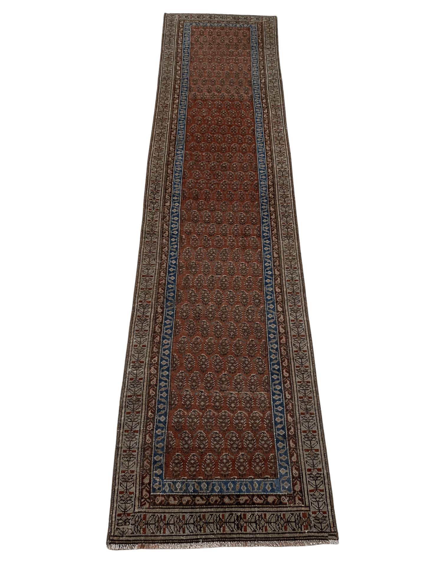 Virginia 2’5 x 9’10.5