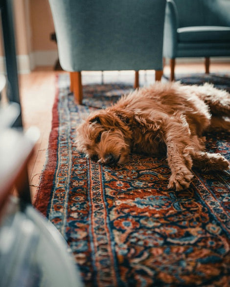 Yes, Wool Rugs ARE Durable for Families with Kids & Pets!